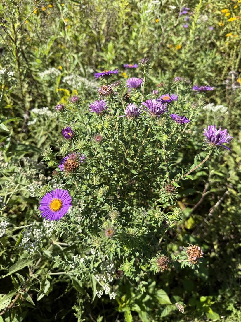 New England aster in purple bloom among the late-summer prairie.