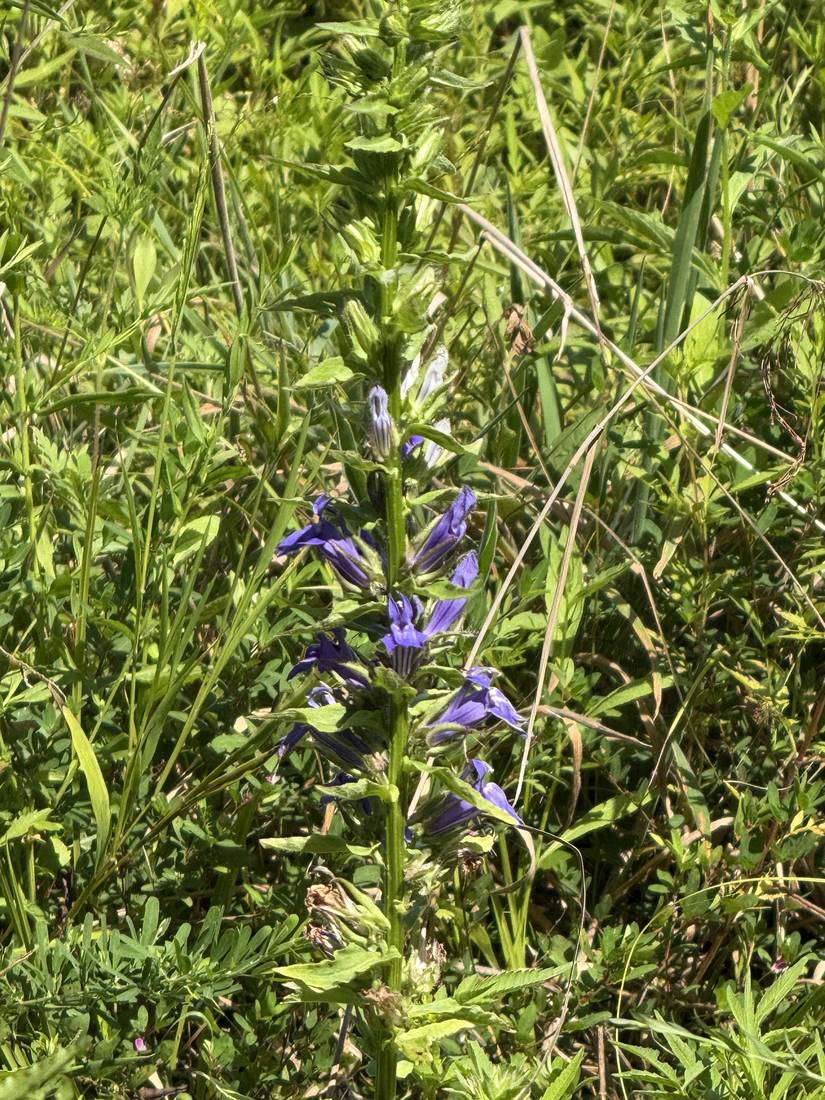 Great blue lobelia spiking up through tall grass.