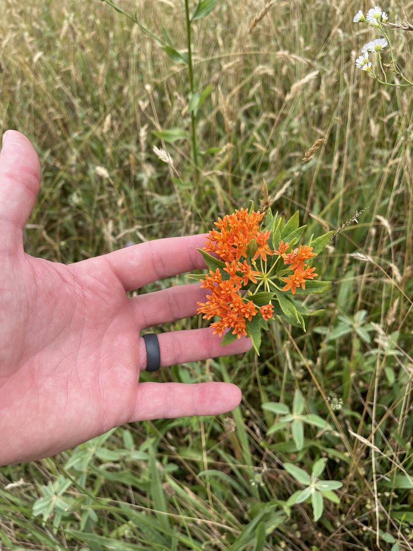 Orange butterfly milkweed flower held in a hand for scale.