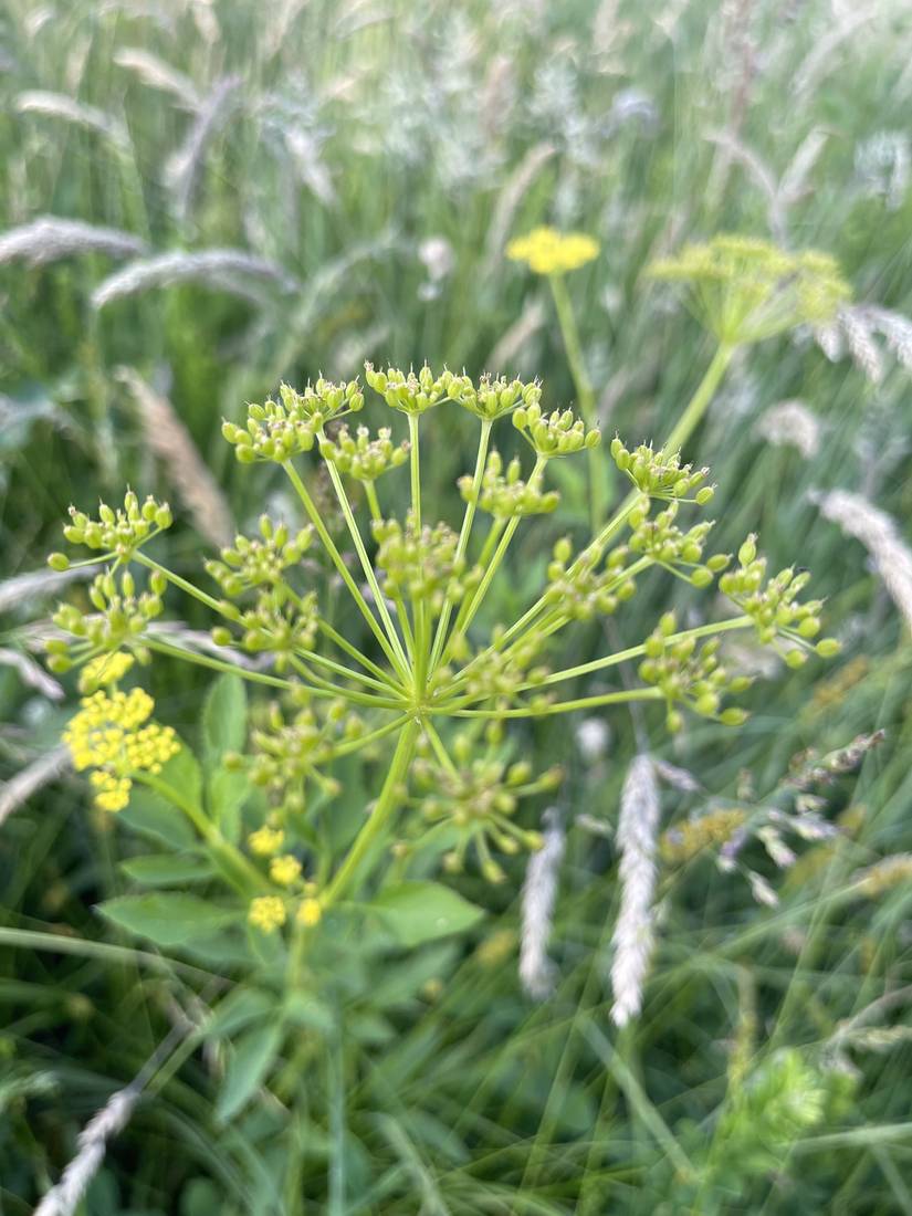 Golden Alexanders seed heads forming in the summer grass.