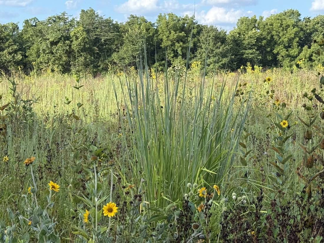 A clump of native prairie grass rising above sunflowers and seedheads, with woods in the background.