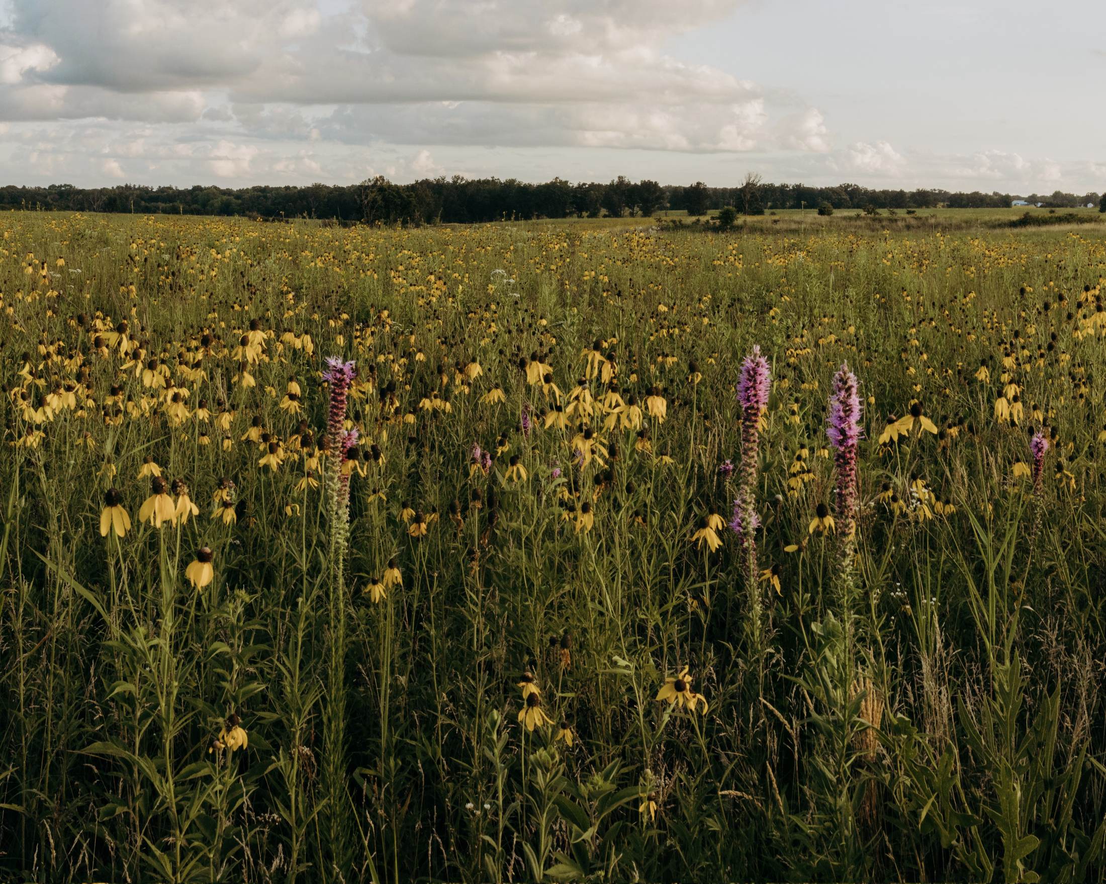Tallgrass prairie in bloom at Marble Creek, with black-eyed susans and liatris under an overcast sky.