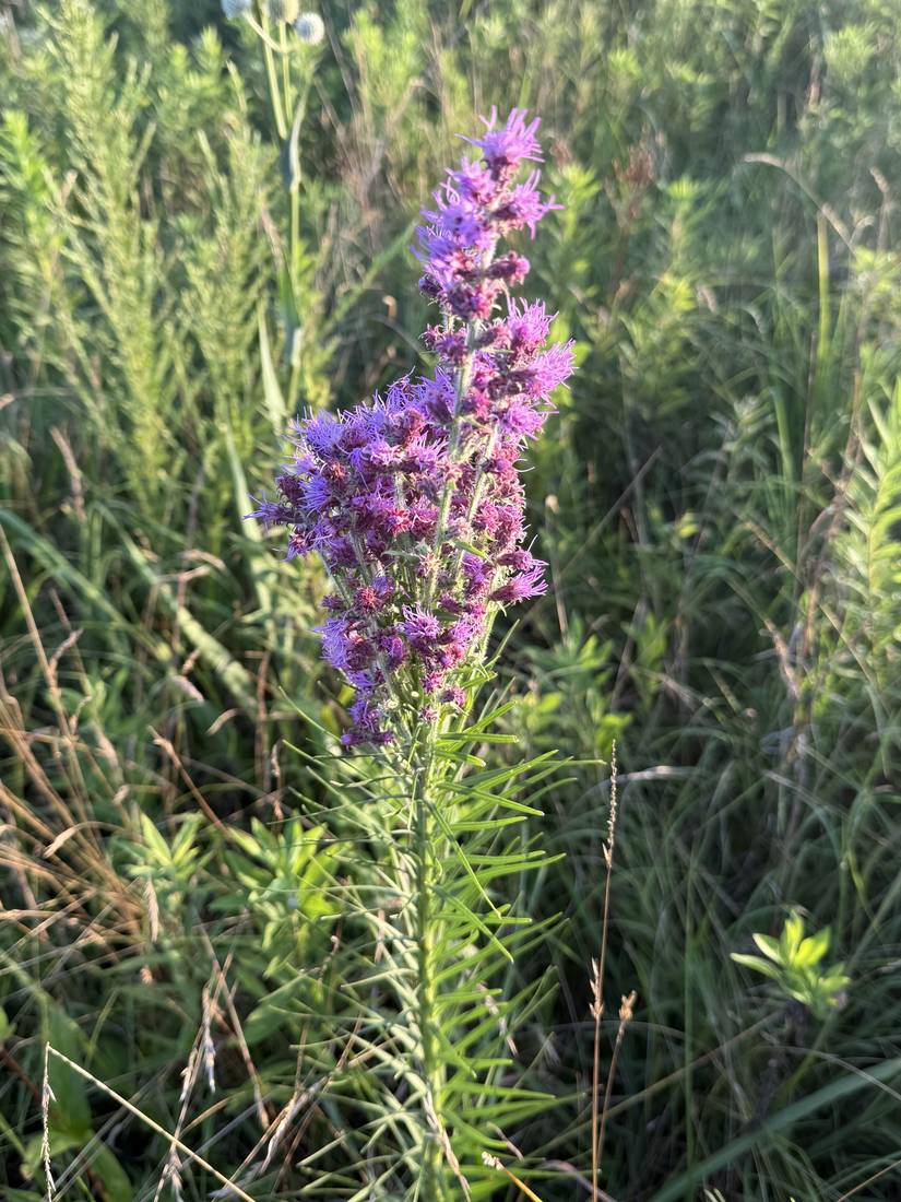 Blazing star liatris in bloom.