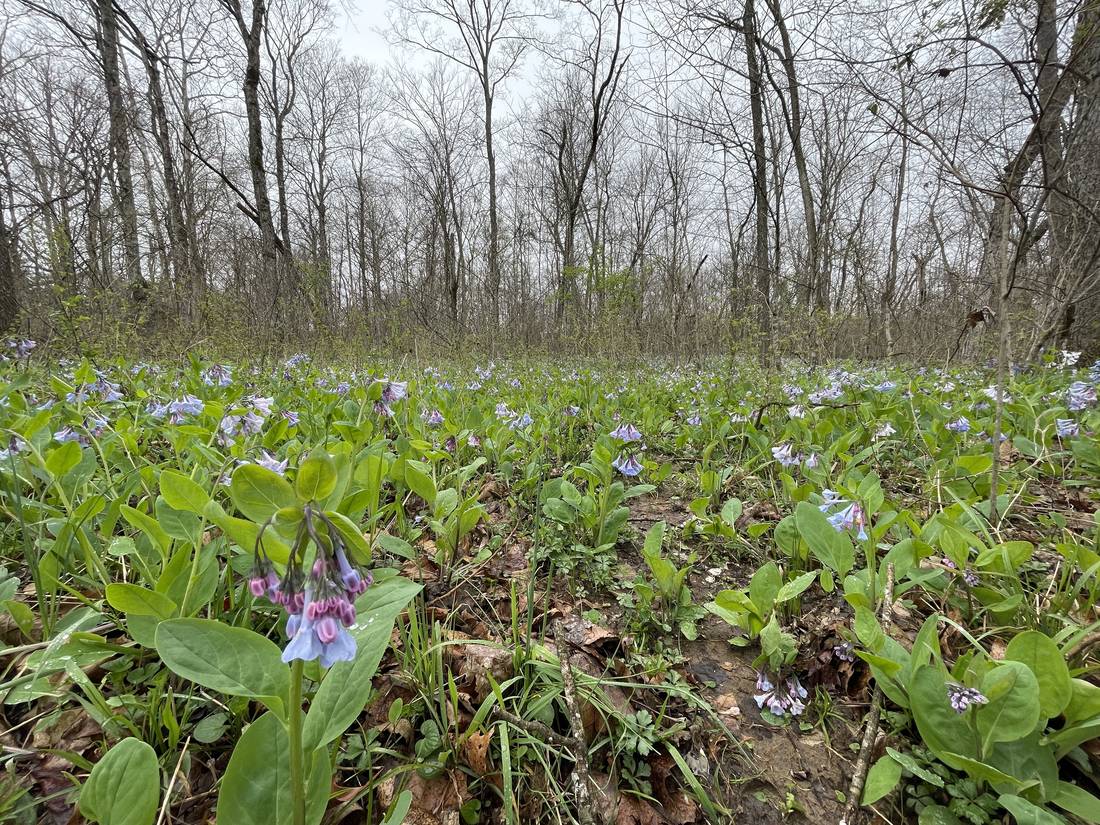 Virginia bluebells covering the wooded creek bottom in spring.