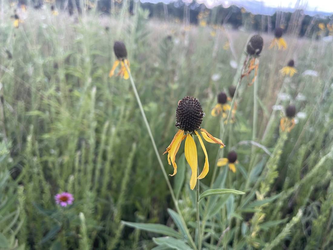 Coneflower gone to seed with a purple coneflower blooming nearby.