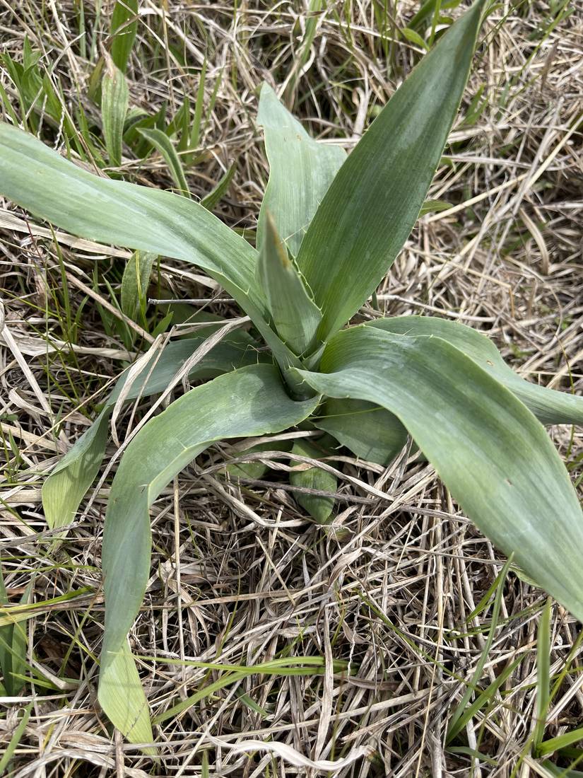 Rattlesnake master, a spiky-leaved native prairie plant, growing among dried grass.