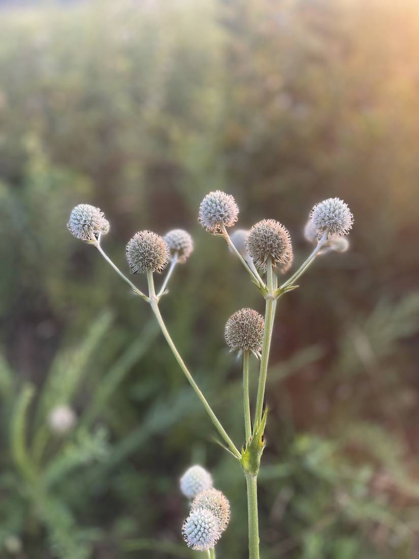 Rattlesnake master seedheads backlit in evening light.