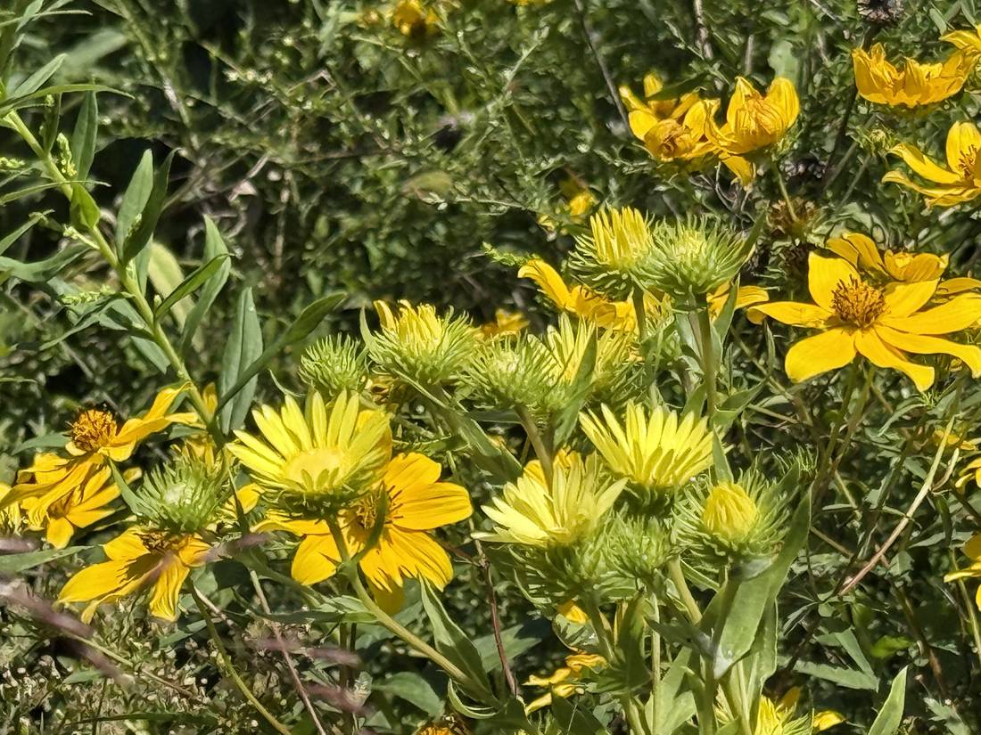 Yellow rosinweed flowers blooming in the restored prairie.